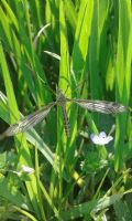 Tipula lateralis (cfr.)