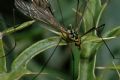 Nephrotoma sp.
