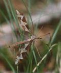 Tipula maxima