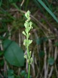 Tofieldia calyculata