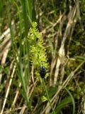 Tofieldia calyculata