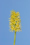 Tofieldia calyculata