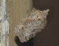 Acleris roscidana