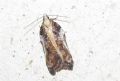 Acleris cristana