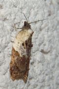 Acleris variegana