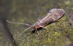 Glossosomatidae
