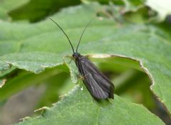 Goeridae