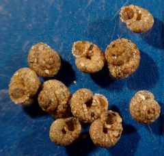 Helicopsychidae