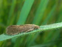 Hydropsychidae