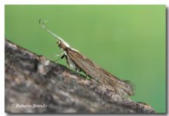 Hydroptilidae