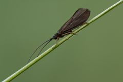 Lepidostomatidae