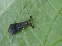 Leptoceridae