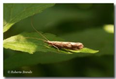 Odontoceridae