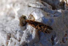 Philopotamidae