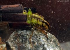 Phryganeidae