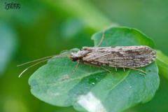 Polycentropodidae