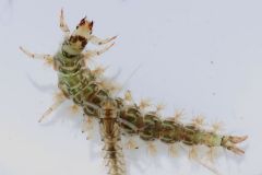 Rhyacophilidae