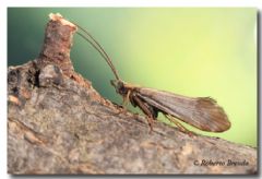 Sericostomatidae