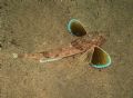 Chelidonichthys obscurus