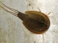 Lepidurus apus