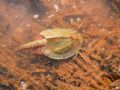 Triops cancriformis