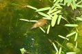Triops cancriformes