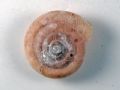 Caracollina(Caracollina) lenticula