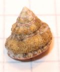 Gibbula fanulum