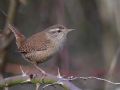 Troglodytes troglodytes