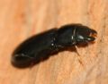 Tenebroides sp.