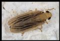 Ommatissus binotatus