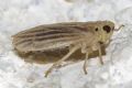 Ommatissus binotatus