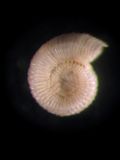 Adeuomphalus ammoniformis