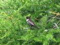 Turdus torquatus