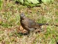 Turdus merula