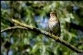 Turdus philomelos