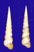 Turritella s.l. sspp