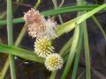 Sparganium angustifolium