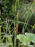 Typha angustifolia