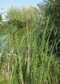 Typha angustifolia