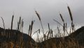 Typha latifolia