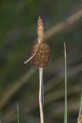 Typha minima