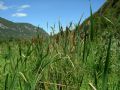 Typha latifolia