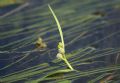 Sparganium angustifolium