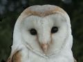 Tyto alba