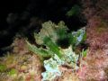 Flabellia petiolata