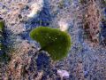 Flabellia petiolata