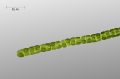 Ulothrix sp-