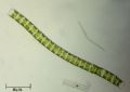 Ulothrix sp.