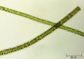 Ulvophyceae